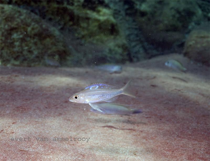 Ectodus sp. 'north' Kigoma